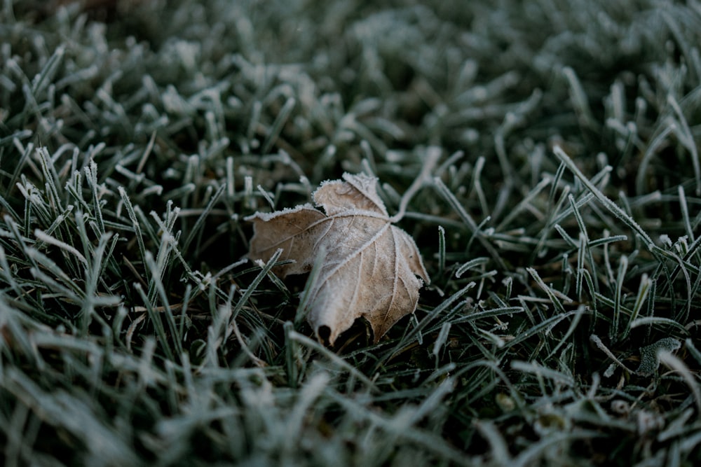 closeup photo of brown leaf on green grass
