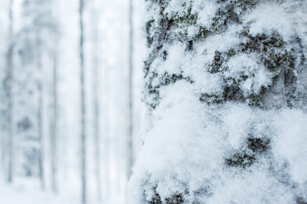 snow covered tree