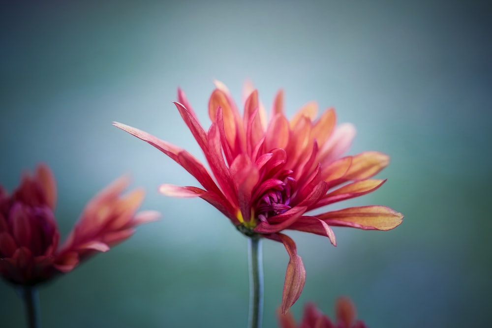 red flower in selective focus photography