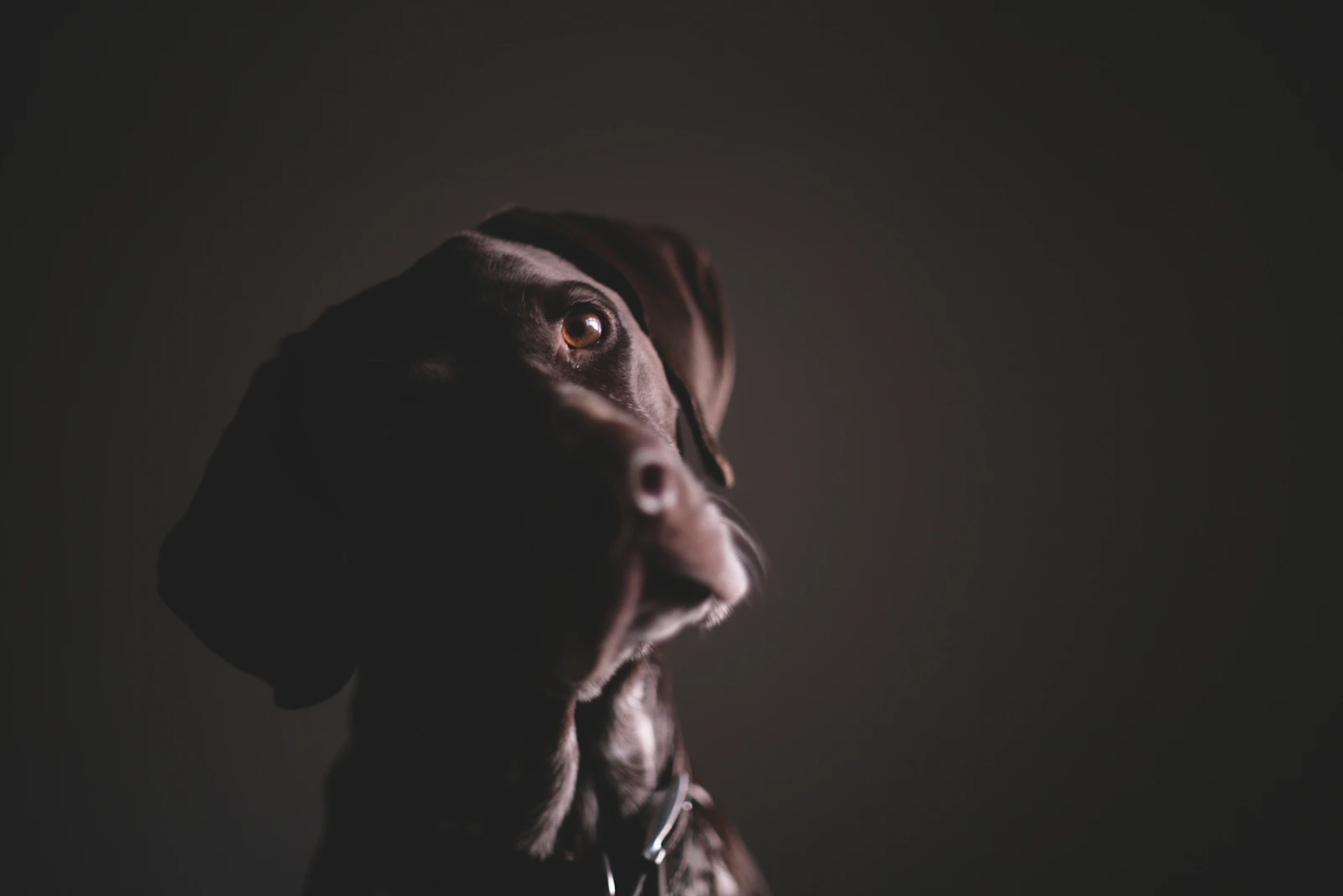 English Pointer portrait, photo by Kev Costello on Unsplash