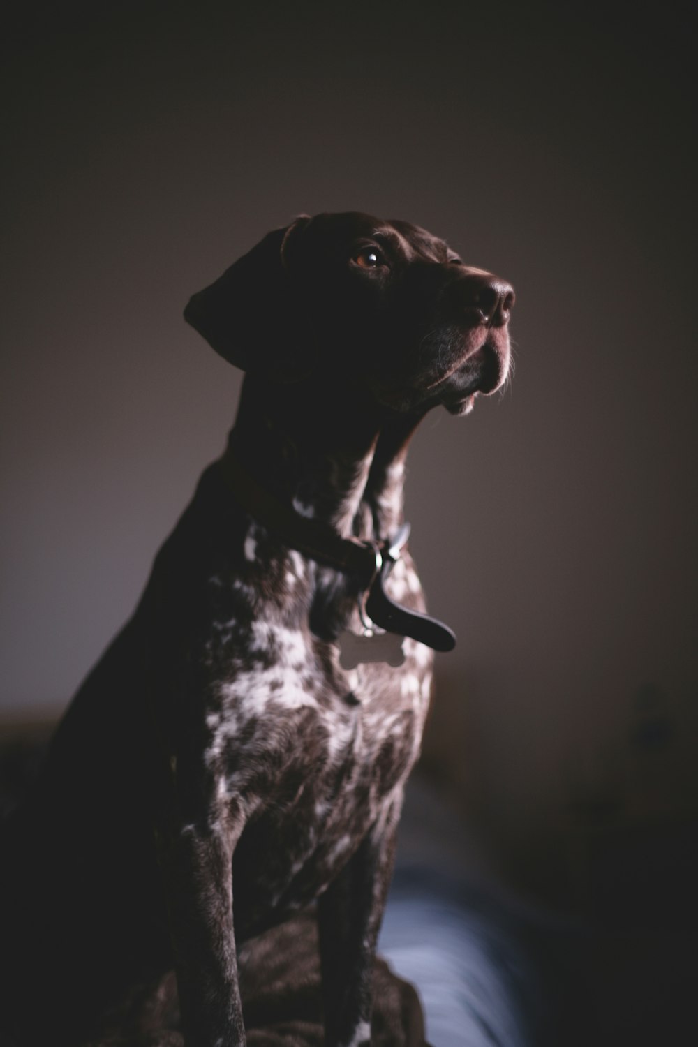 short-coated tan dog