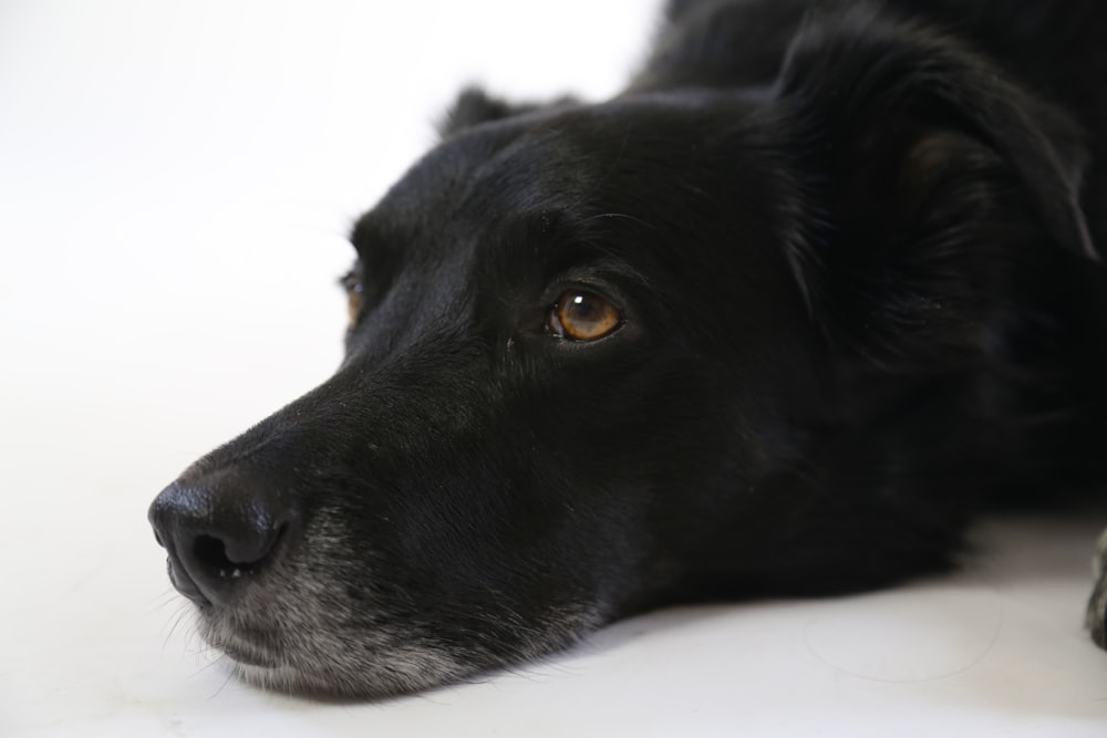 short-coated black dog lying on floor