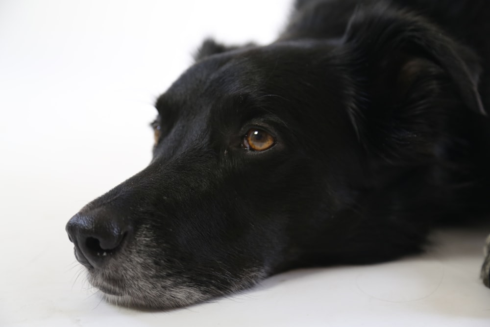 perro negro de pelo corto tumbado en el suelo