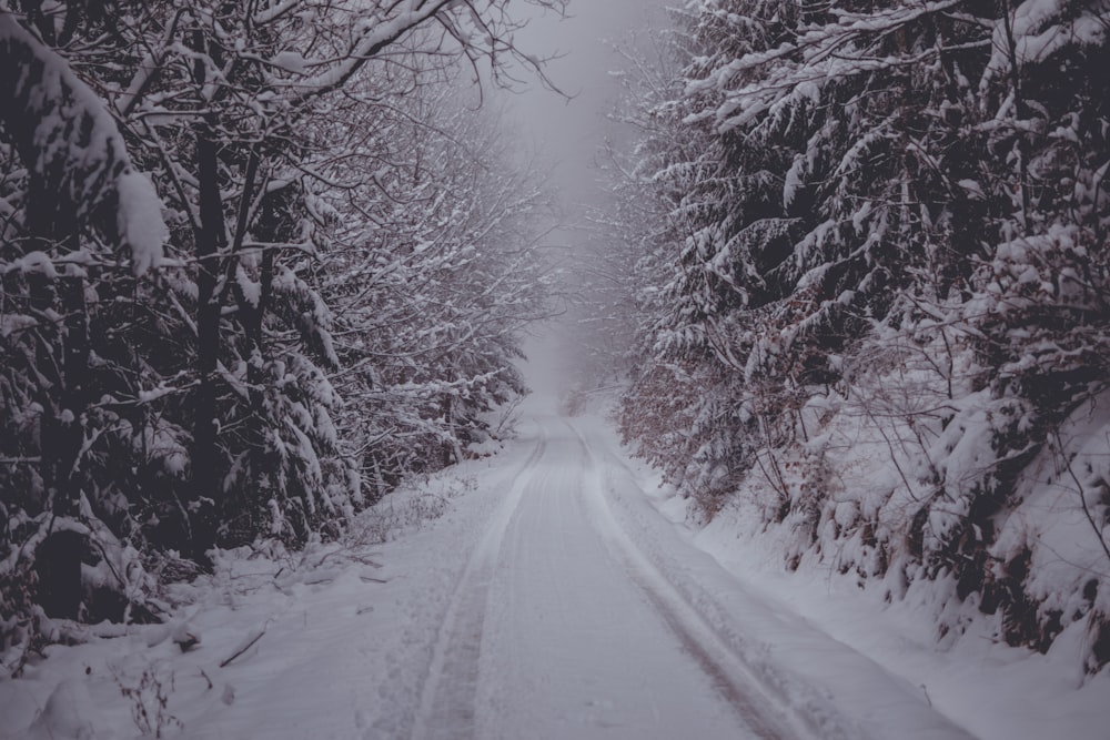 roadway covered by snow and trees