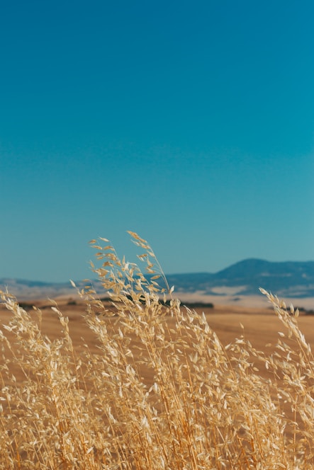 Farmers in north Gujarat gently holding handfuls of ripe organic grains against pastel-toned skies.