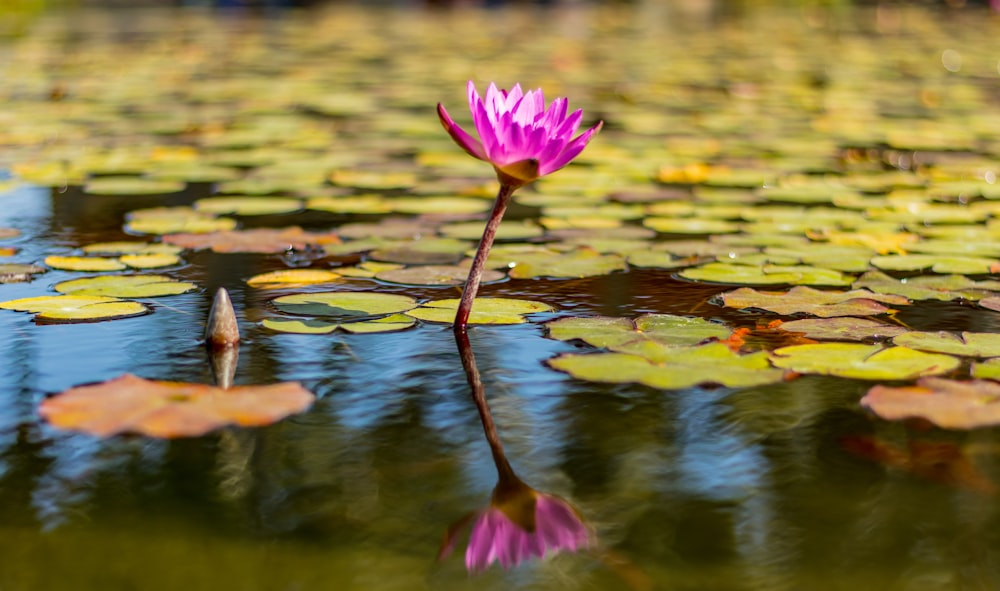 Fotografía de enfoque selectivo de flor de pétalos rosados