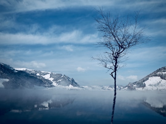 bare tree on snow in Euthal Switzerland