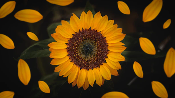 macro photography of sunflower