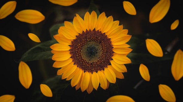 macro photography of sunflower