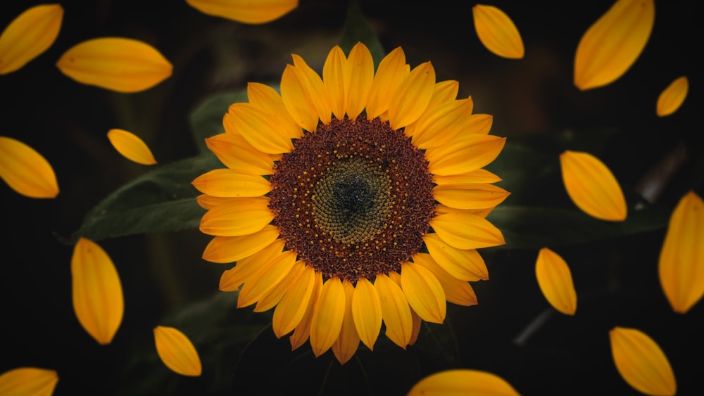 macro photography of sunflower