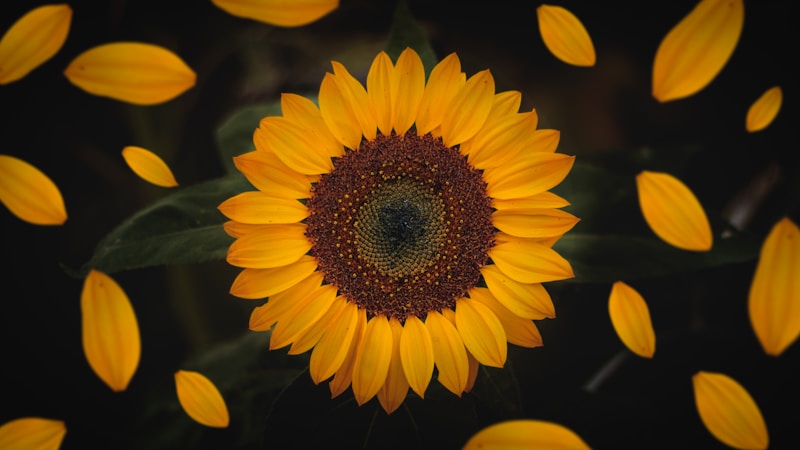 Sunflower