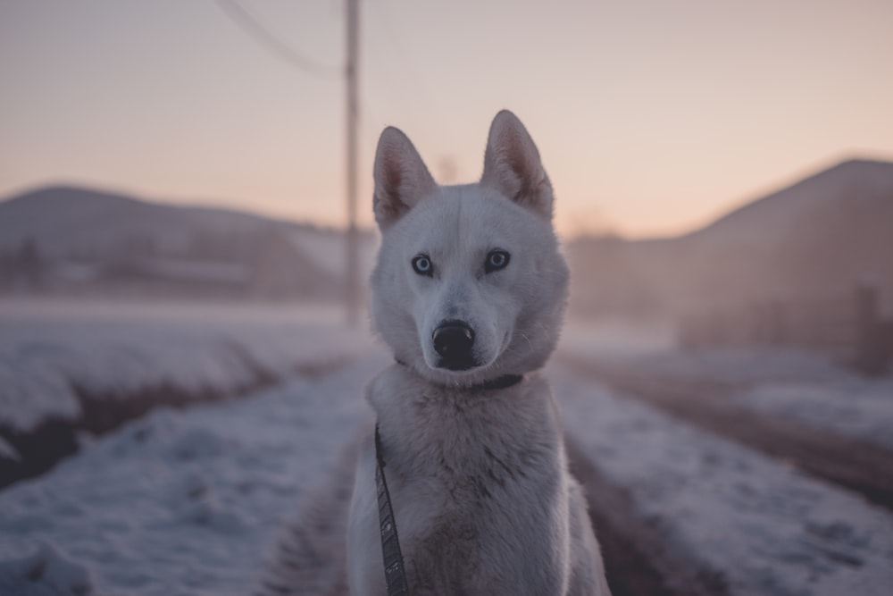 closeup photo of dog