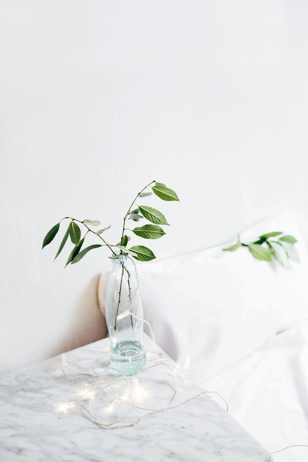 green leafed plant on vase on table