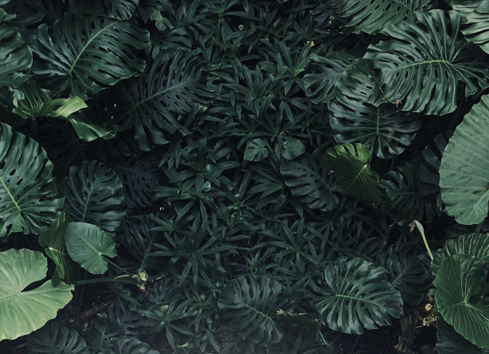 Foto de primer plano de plantas de hojas verdes
