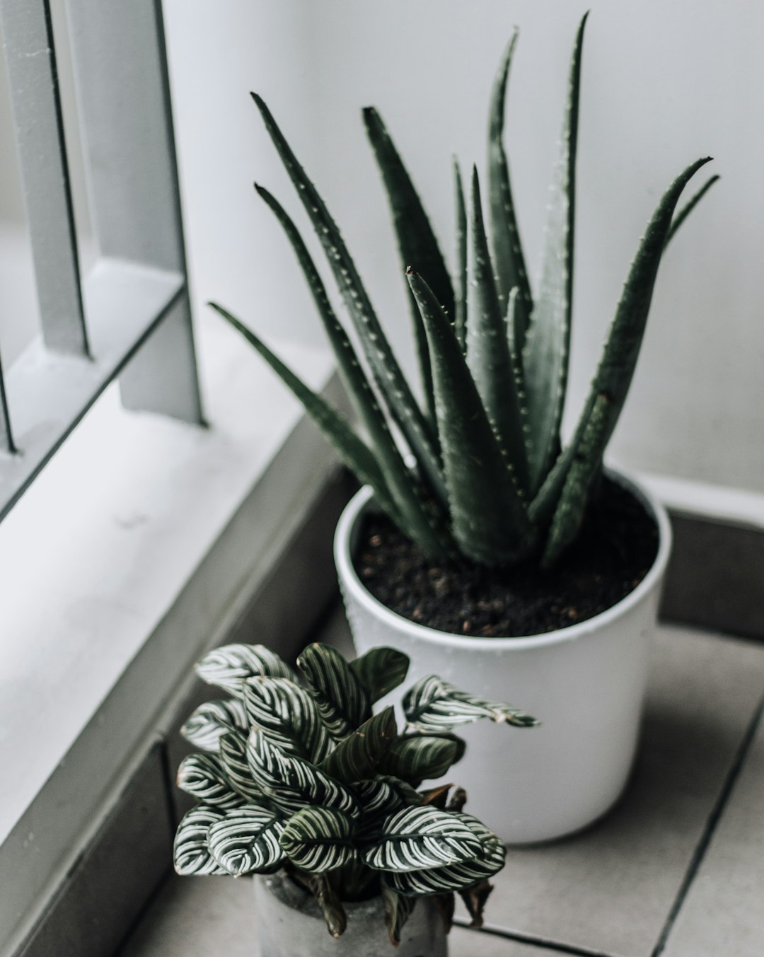 shallow focus photography of aloe vera plant in ceramic pot