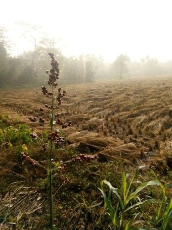 A rural landscape with a single plant in the foreground bearing small brown seed clusters. The background features a harvested field with rows of cut straw, and a misty atmosphere enveloping a distant palm tree and other foliage. The scene is backlit by soft morning or evening sunlight.