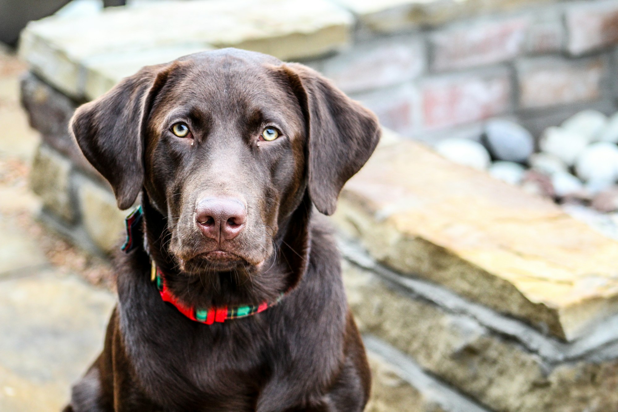 why do dogs stare at walls