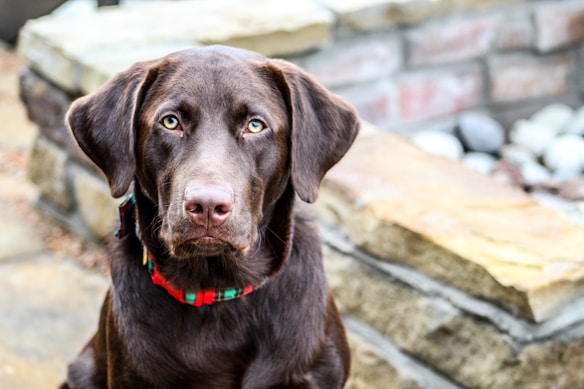 A chocolate brown Labrador Retriever dog is sitting and looking directly at the camera with a calm and attentive expression. The dog is wearing a red and green plaid collar. Behind the dog, there is an outdoor setting with stone or brick features and some pebbles visible.