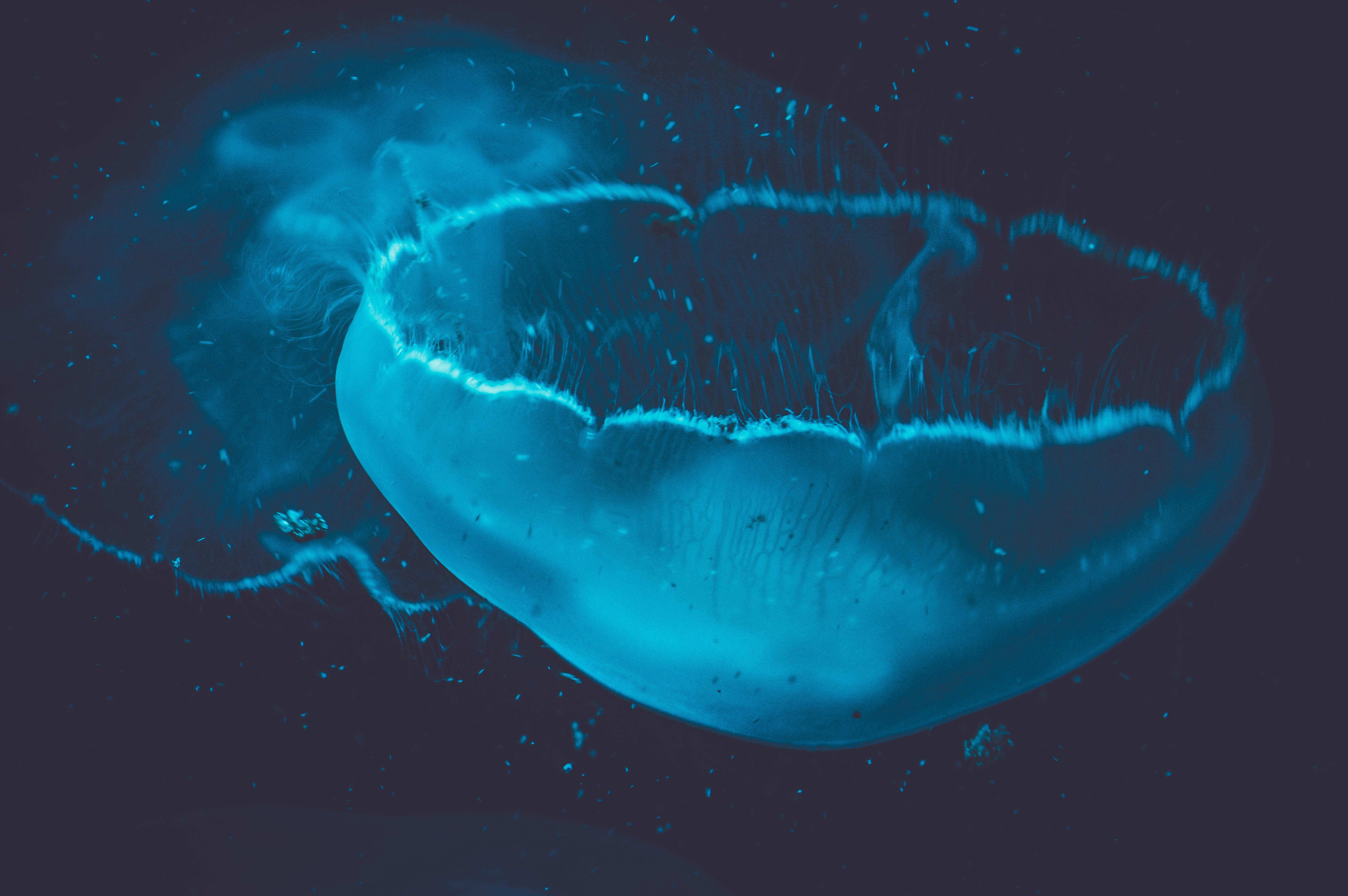 What Viking Graffiti Teaches Us About Human Nature