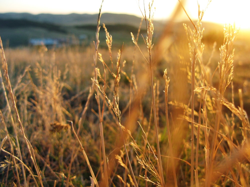 wheat field under sunset