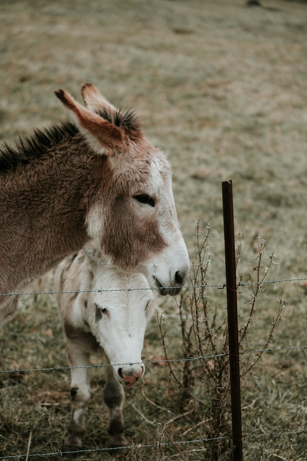 animaux bruns et blancs à côté de la clôture