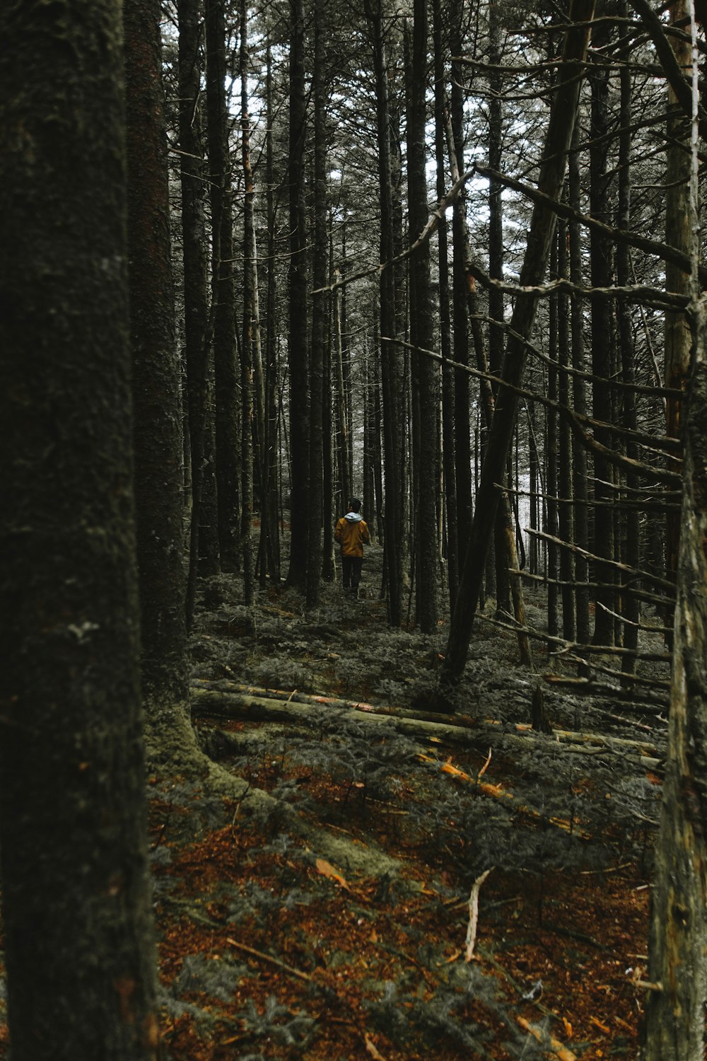 person surrounded by trees