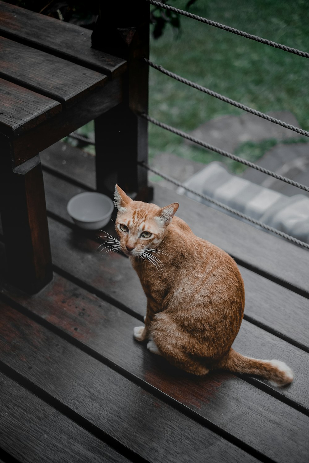 chat tigré orange près de la balustrade de corde et du bol