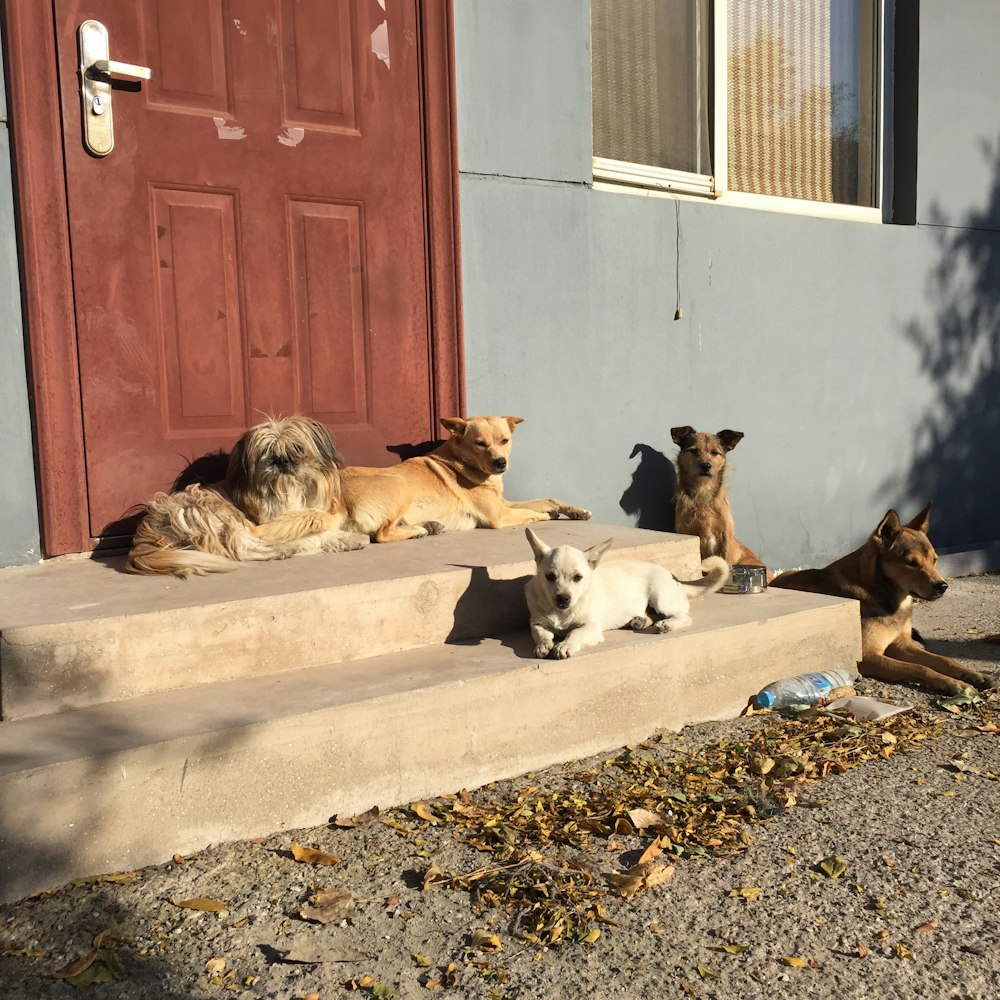 brown and white dogs lying on stairway