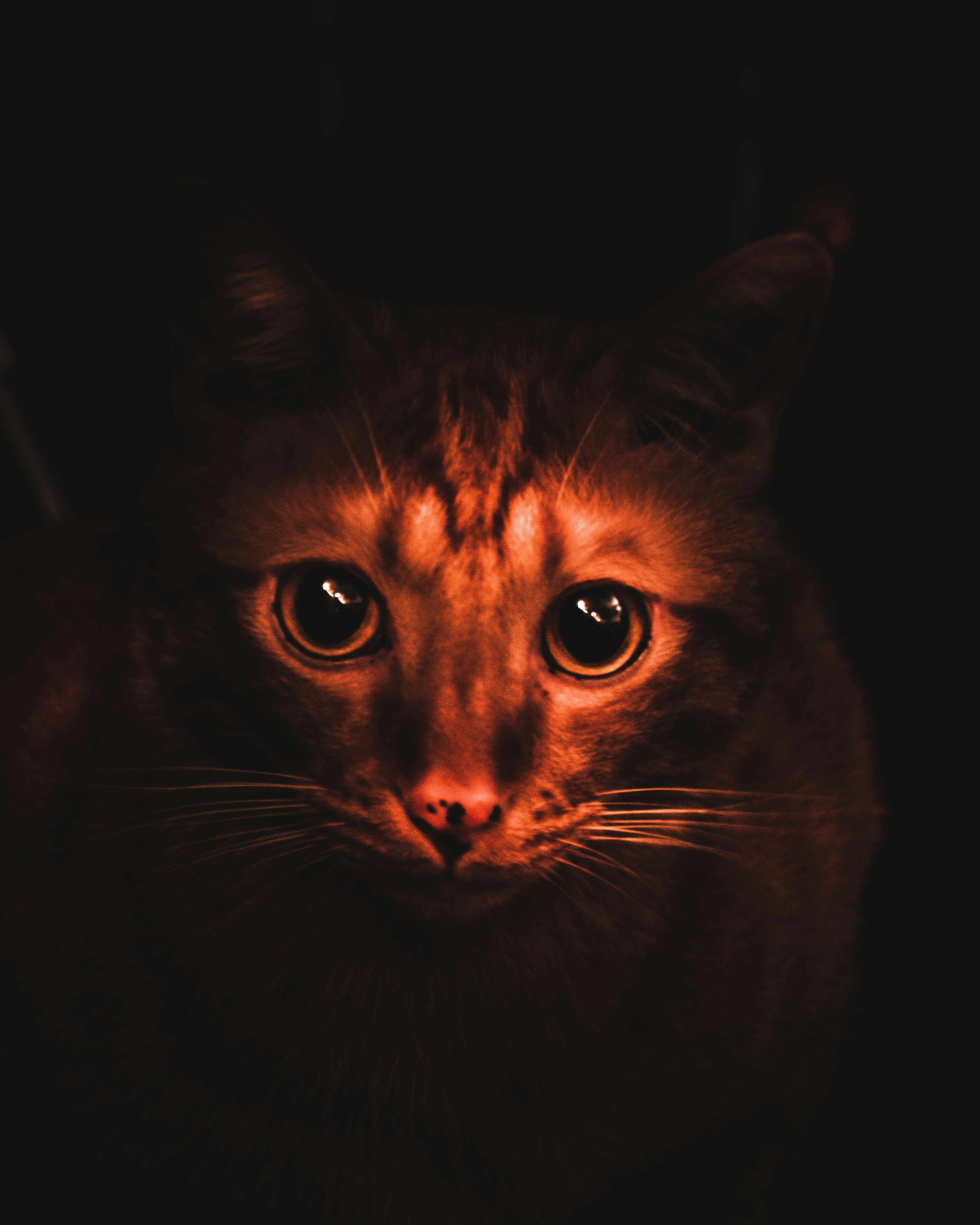 Pupils That Dilate: Mood Detectors (image credits: unsplash)