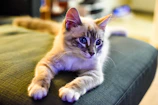 A fluffy cat dressed in a vibrant blue custom shirt lounging comfortably on a cozy couch