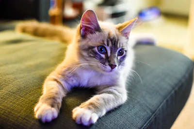 A fluffy cat dressed in a vibrant blue custom shirt lounging comfortably on a cozy couch