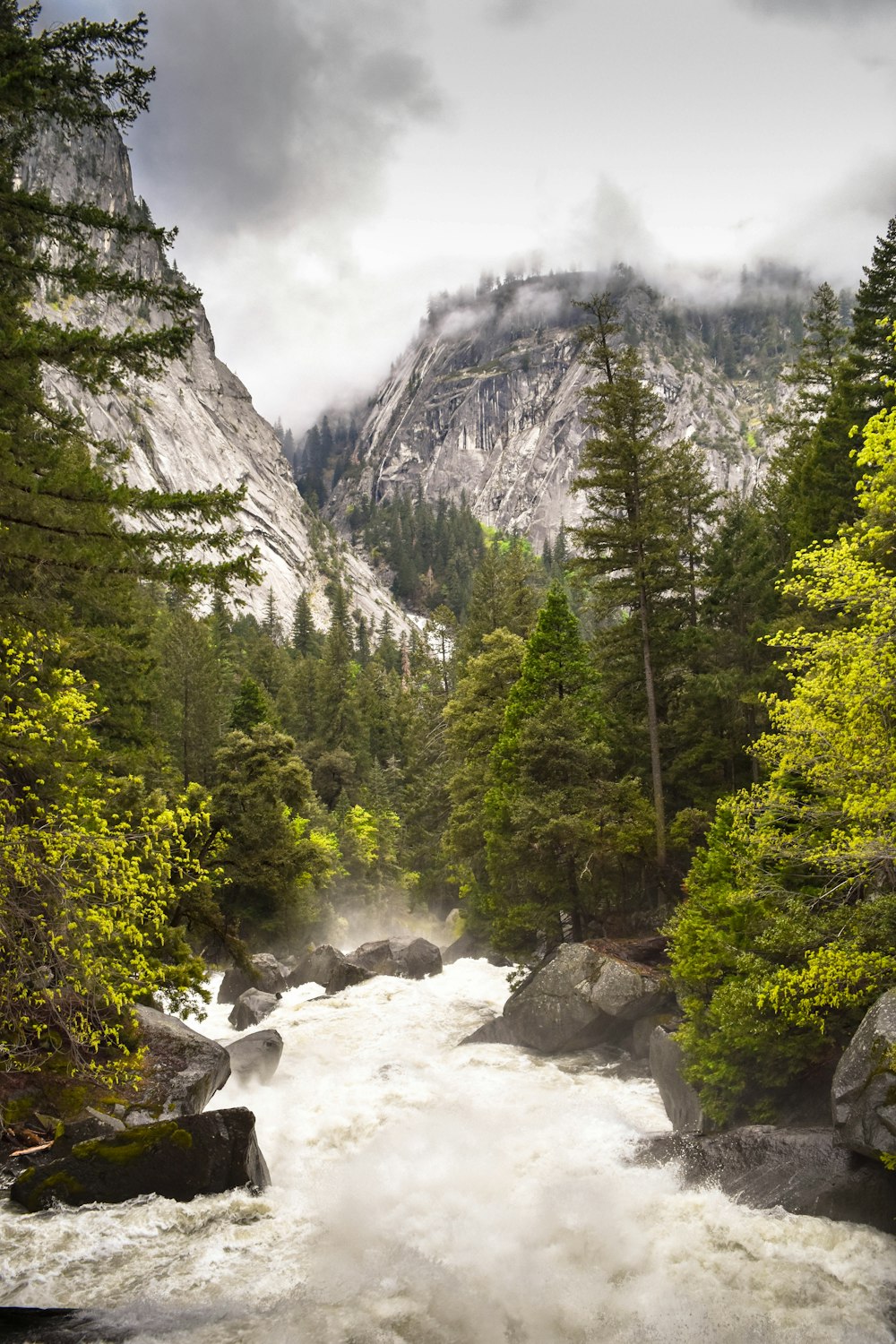 green trees with running water under gray sky during daytime