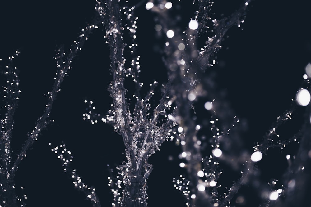 Luces de cadena en el árbol durante la noche