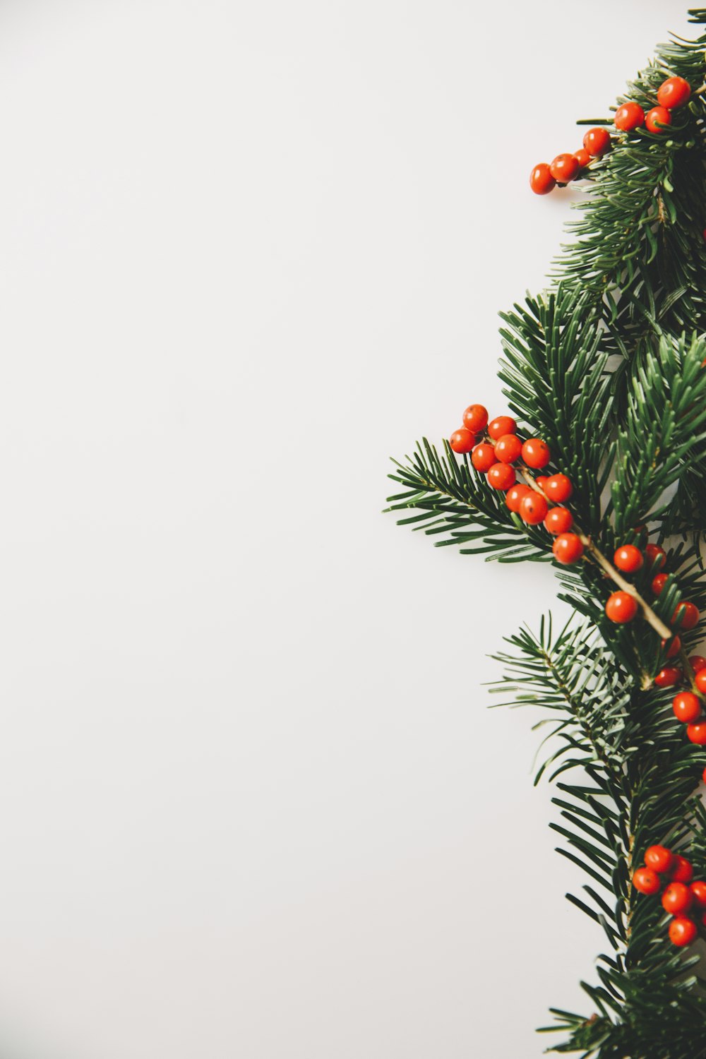Un ramo di un albero di Natale con bacche rosse