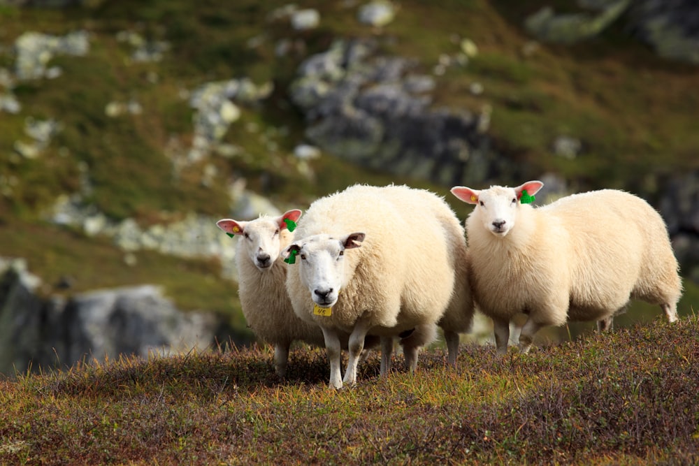 photo of herd of sheep