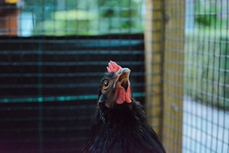 A close-up of a black chicken with a bright red comb and wattles, standing in an outdoor enclosure. The background is blurred, showing a wire mesh fence and hints of greenery.