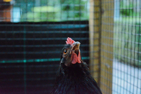 Close-up of healthy Kadaknath poultry in a well-maintained farm environment.