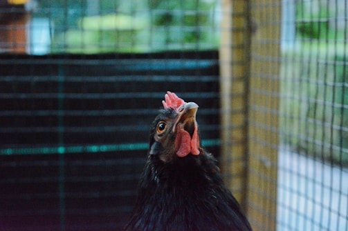 A close-up of a black chicken with a bright red comb and wattles, standing in an outdoor enclosure. The background is blurred, showing a wire mesh fence and hints of greenery.