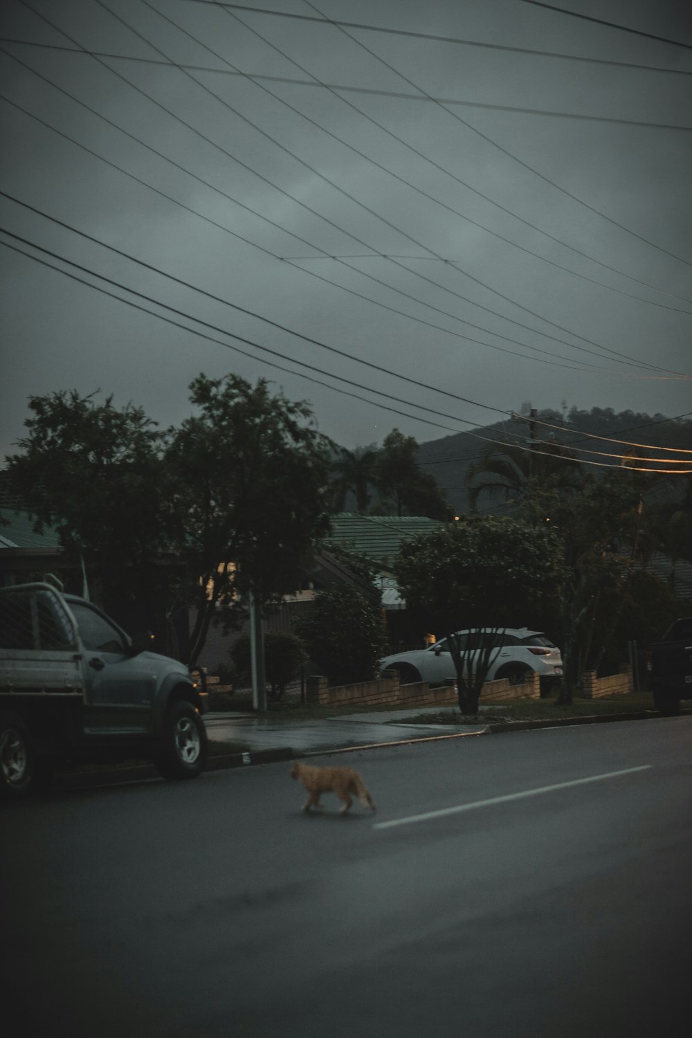 orange cat walking on road