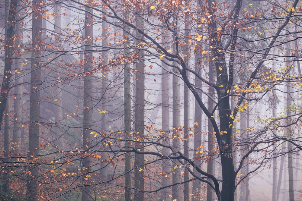 albero nudo nero e marrone durante il giorno