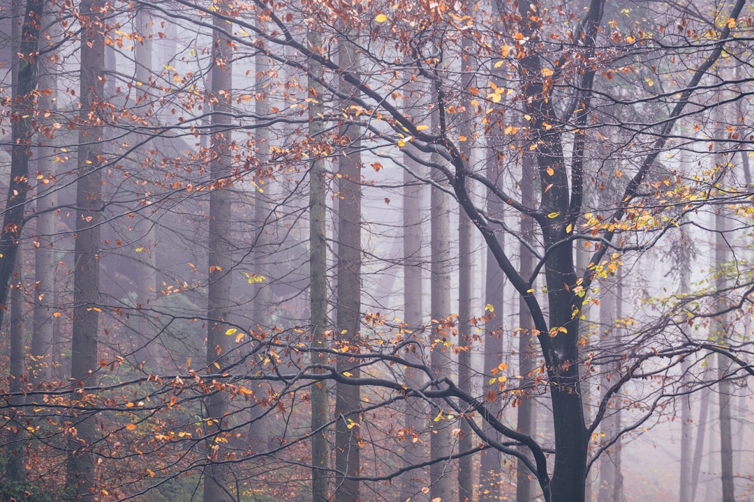 Northern hardwood forest photo spot Saxon Switzerland National Park Königstein