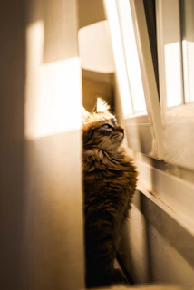 Fluffy cat dressed in a bright yellow vest sitting on a sunny windowsill