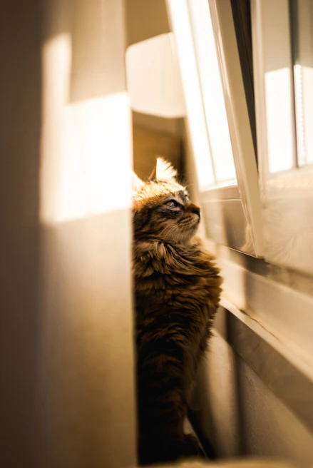 Fluffy cat dressed in a bright yellow vest sitting on a sunny windowsill