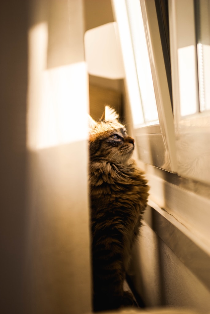Maine Coon Simba