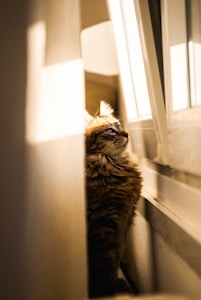 Maine Coon Simba