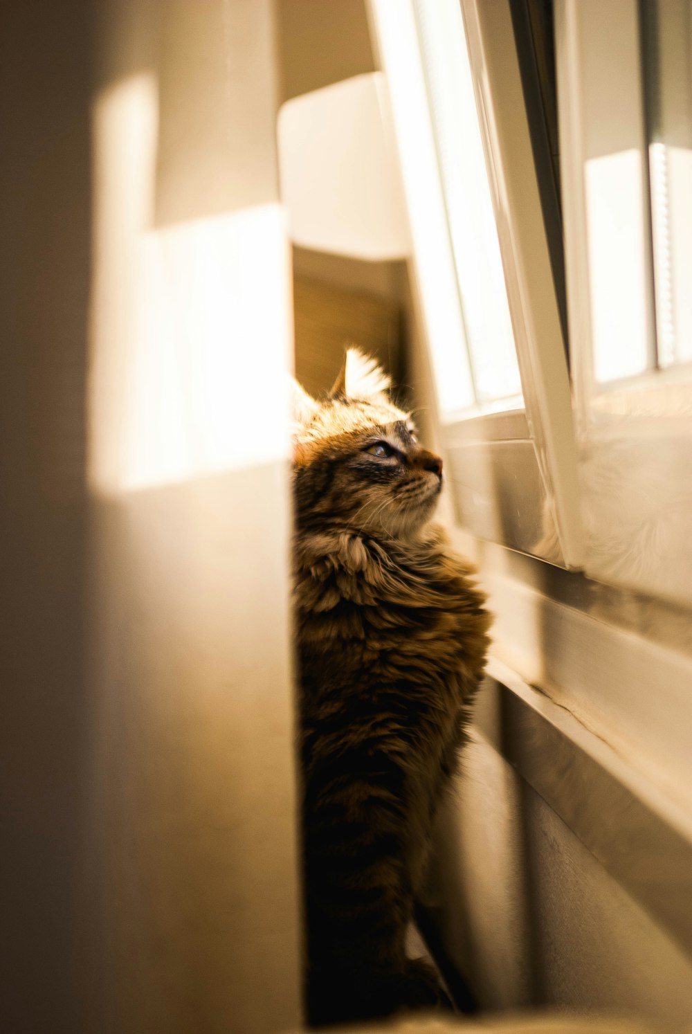 black tabby cat in focus photography