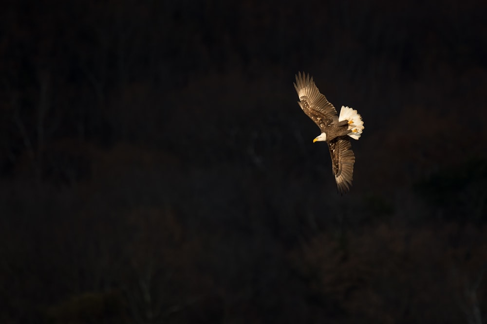 aquila calva che vola