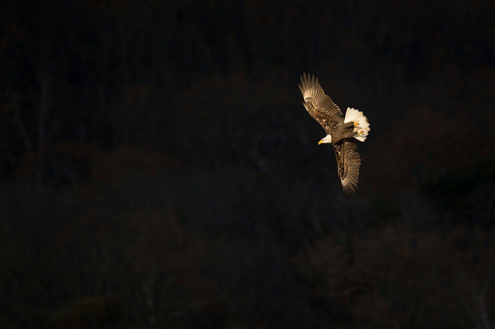 Nikon AF-S Nikkor 500mm F4G ED VR sample photo. Bald eagle flying photography