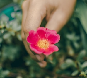 person holding pink petaled flower