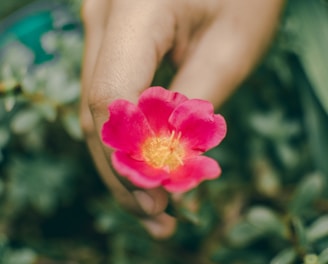 person holding pink petaled flower